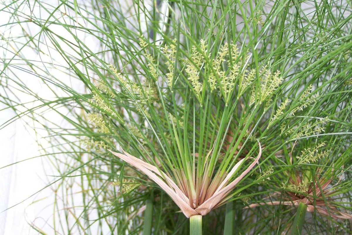 Египетский Папирус растение