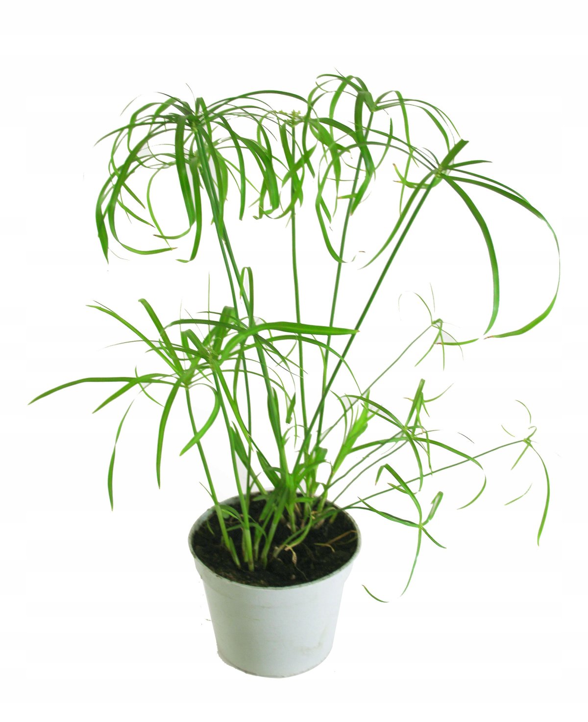 Циперус Папирус