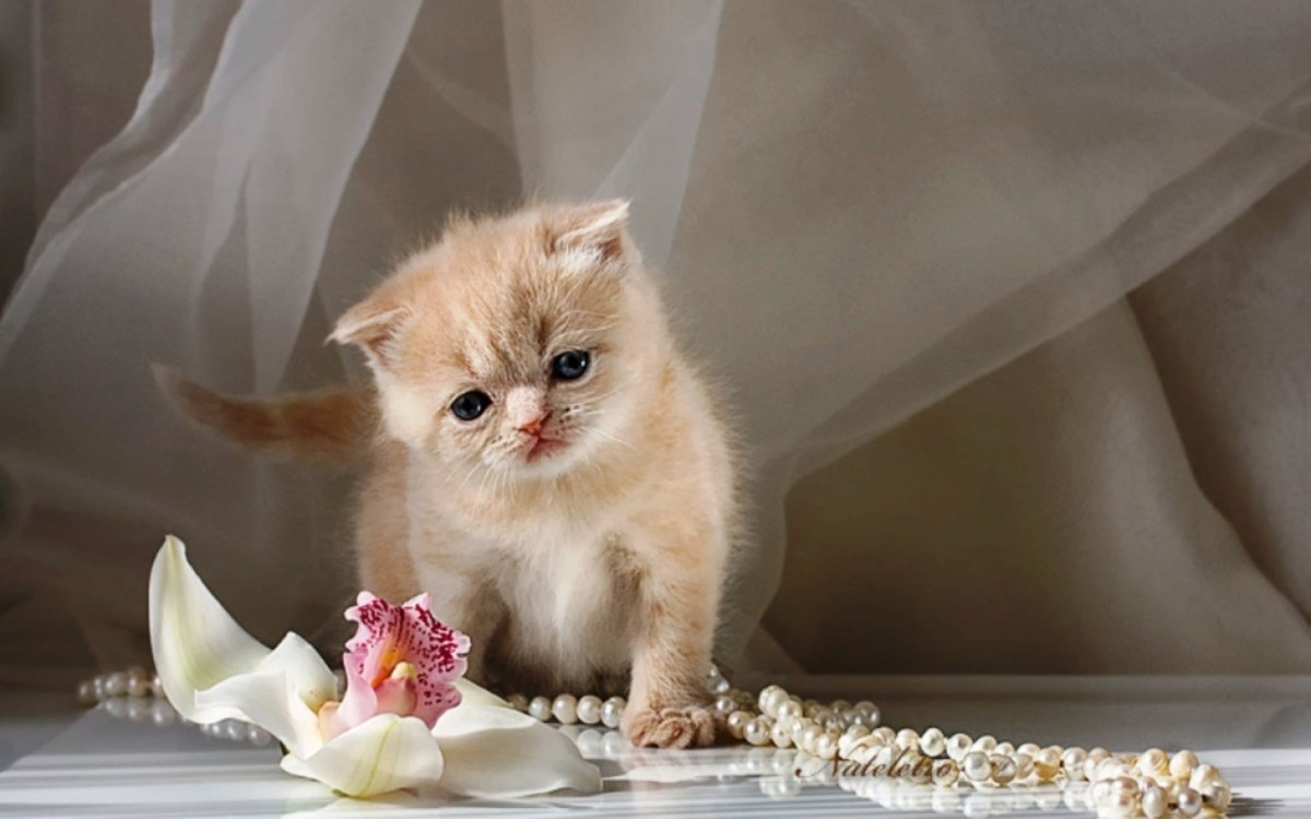 Красивые нежные котята