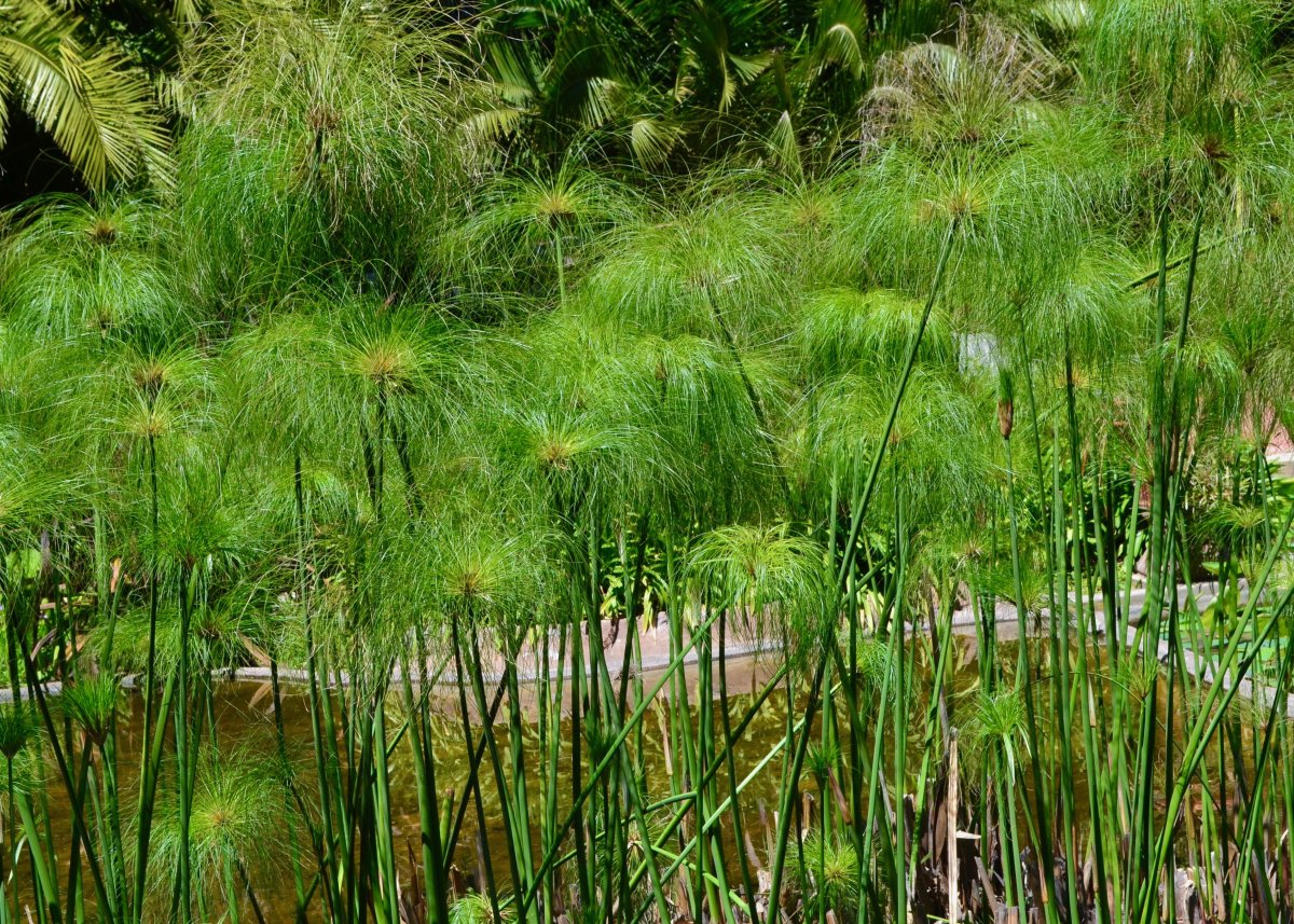 Циперус альтернифолиус