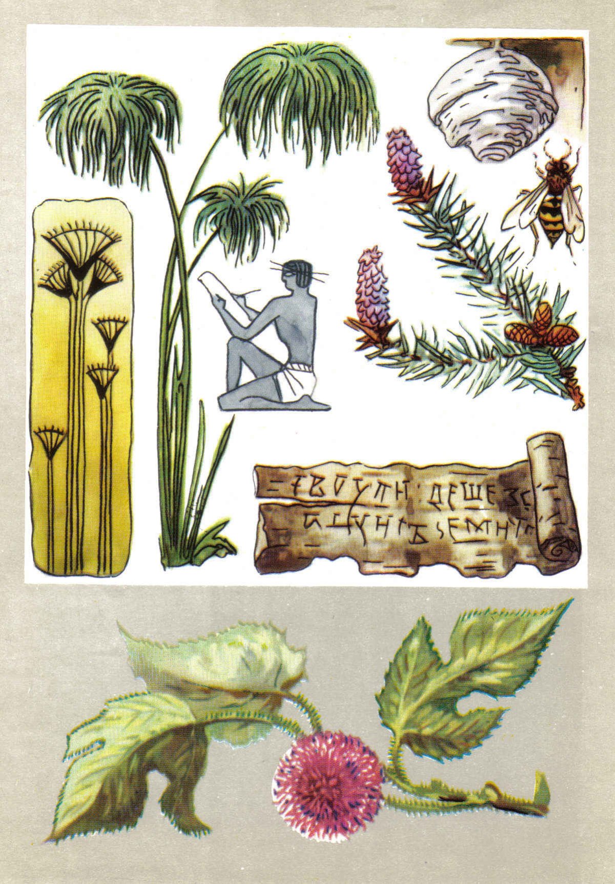 Циперус очереднолистный зонтик