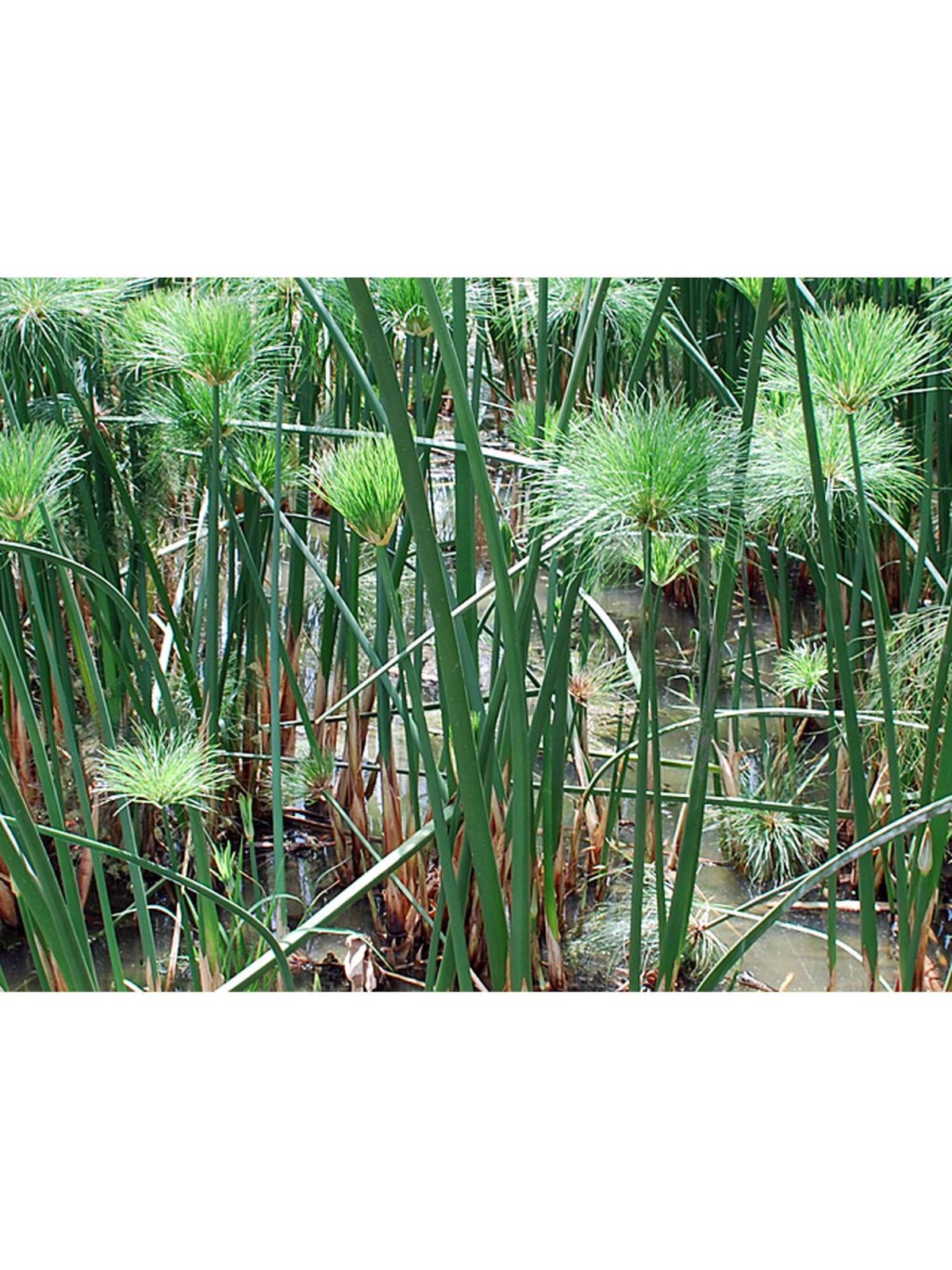 Папирус растение в Египте