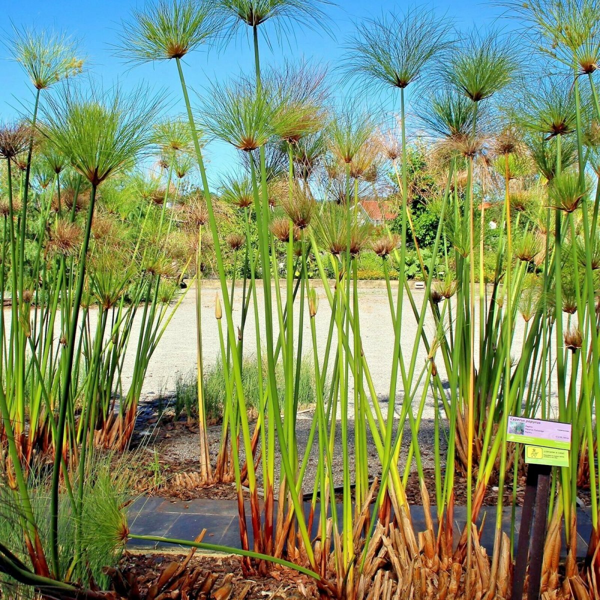 Циперус гаспан