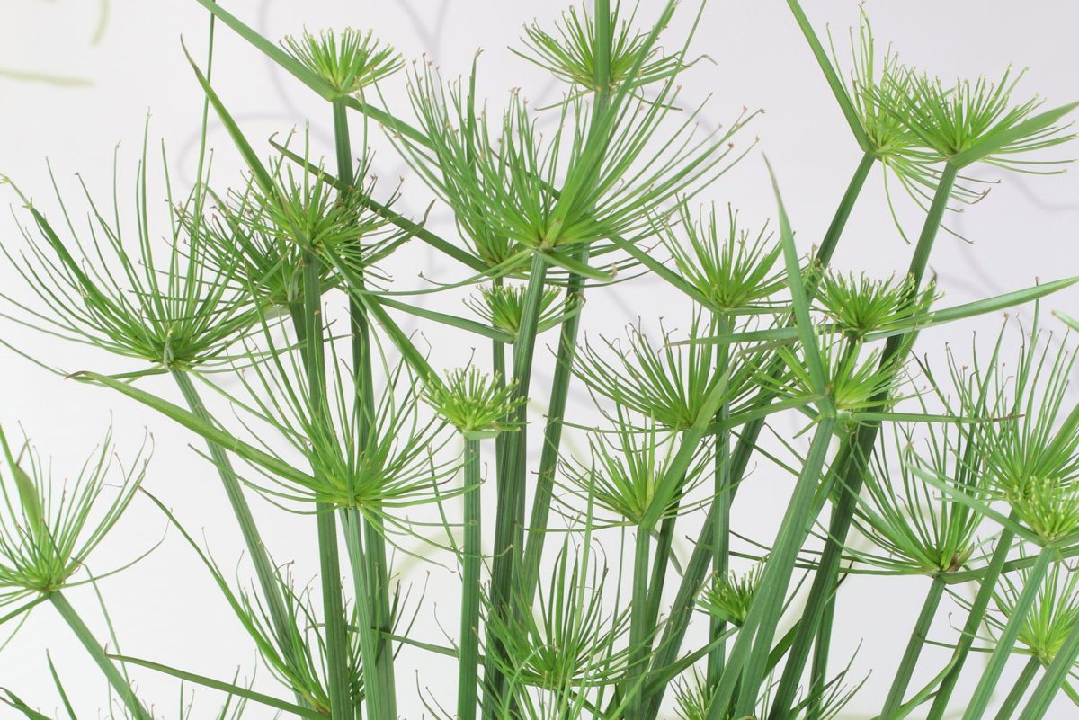 Папирус растение цветение