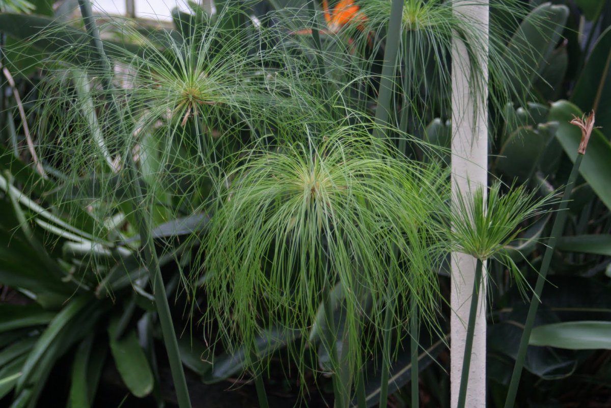 Бутон цветка папируса