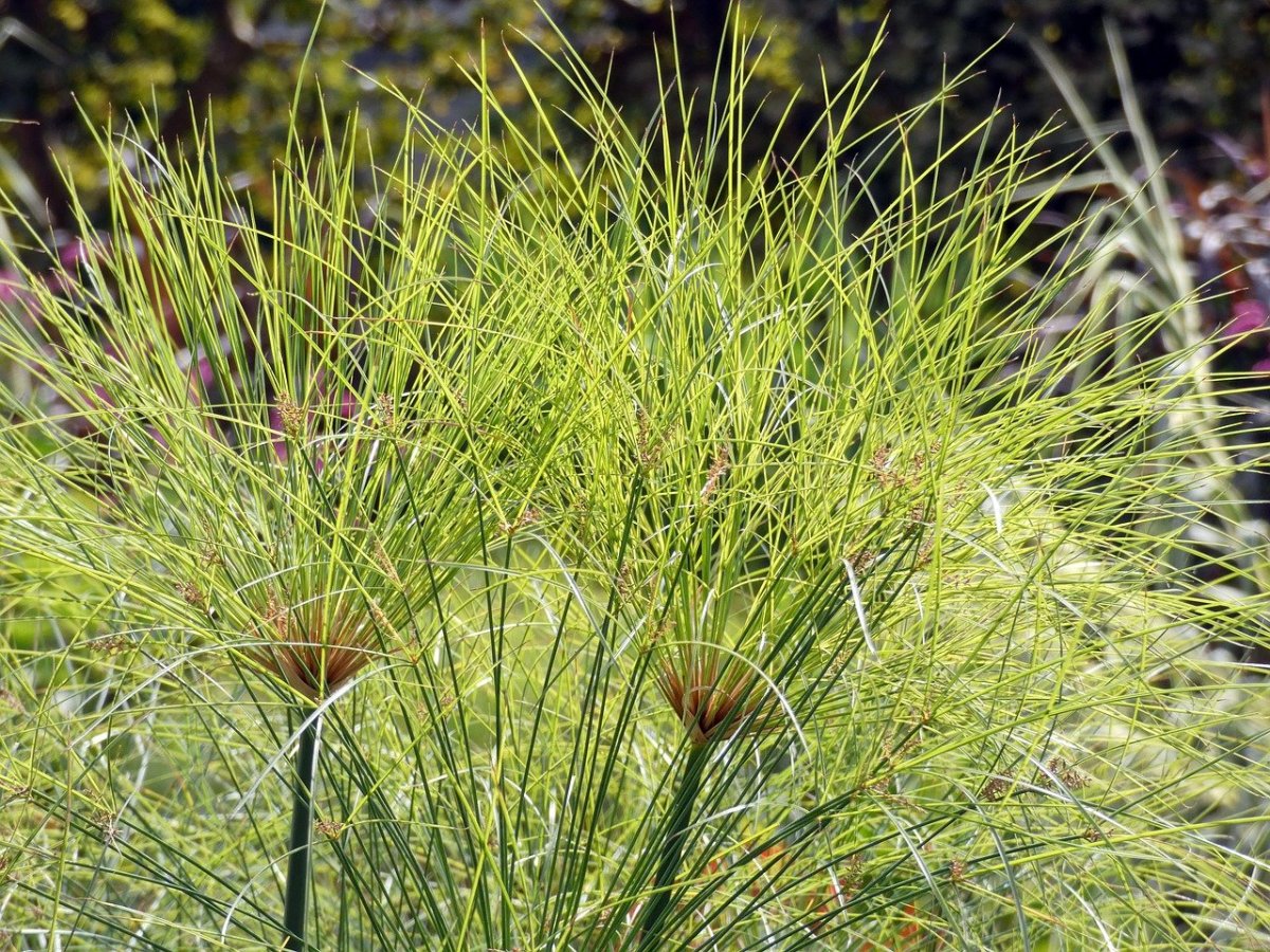 Циперус (Папирус, сыть)