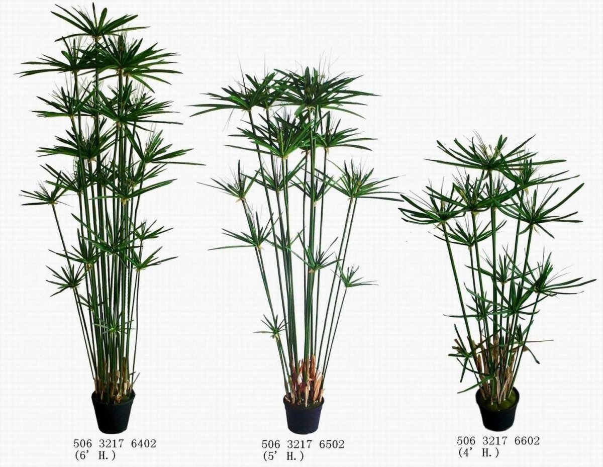 Папирус растение в Африке