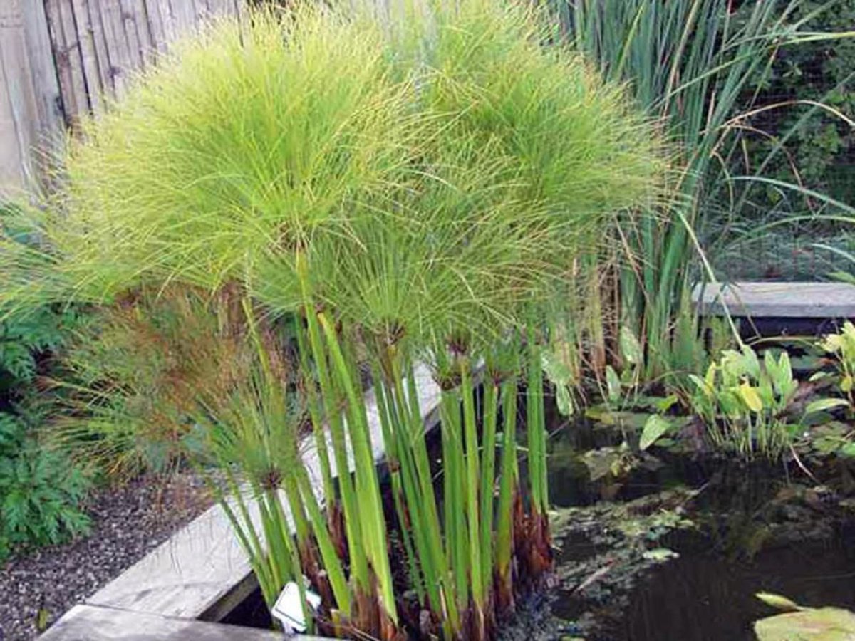 Растение Папирус в древнем Египте