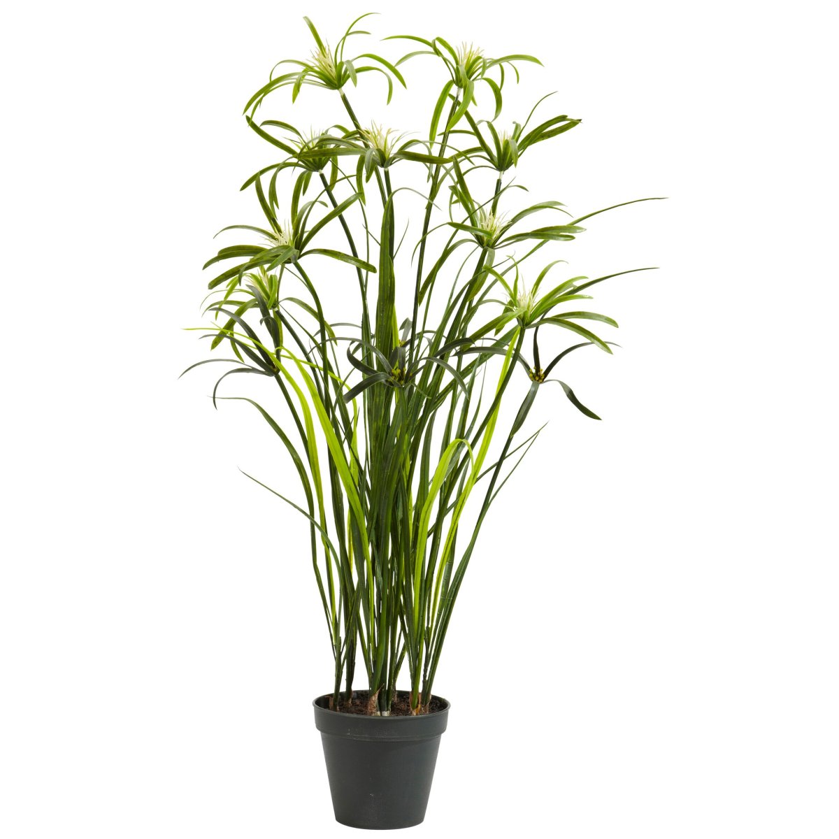 Растение циперус Папирус