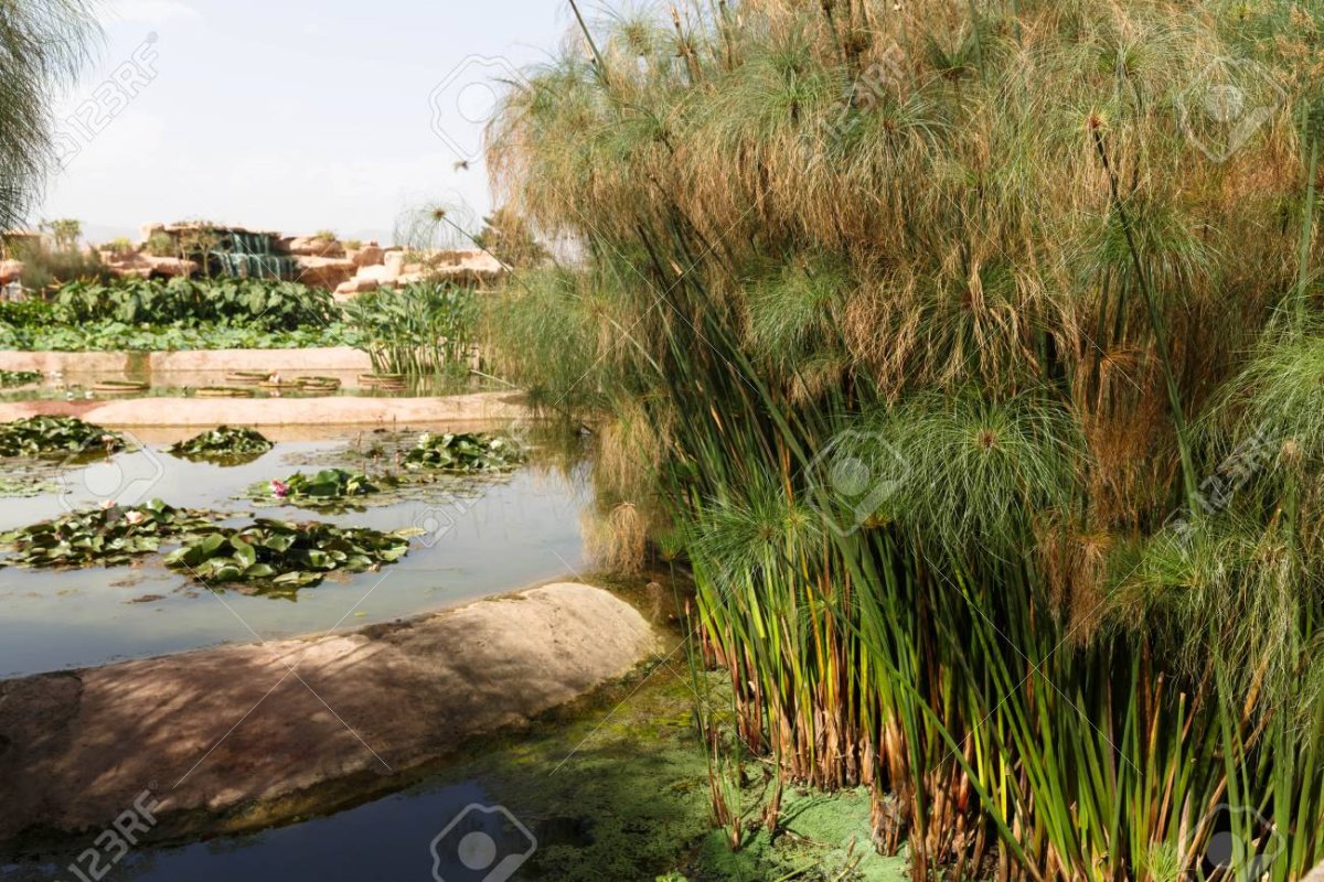 Циперус, Папирус, ситовник