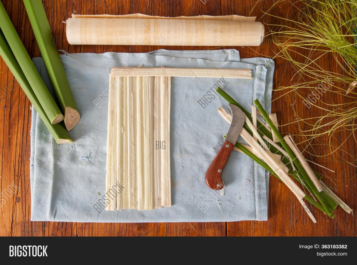 Папирус растение в связке
