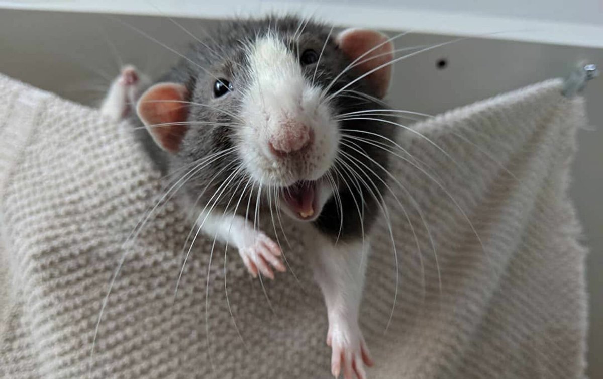 Довольная крыса