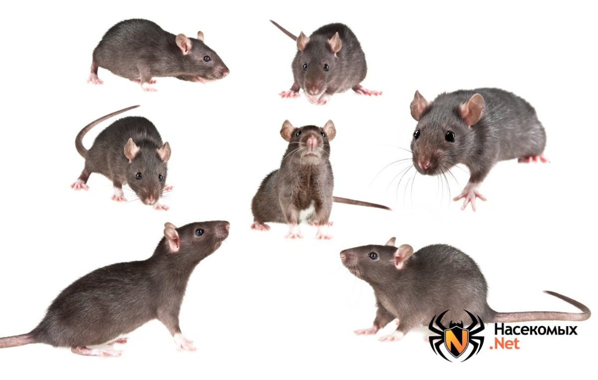 Крыса референс