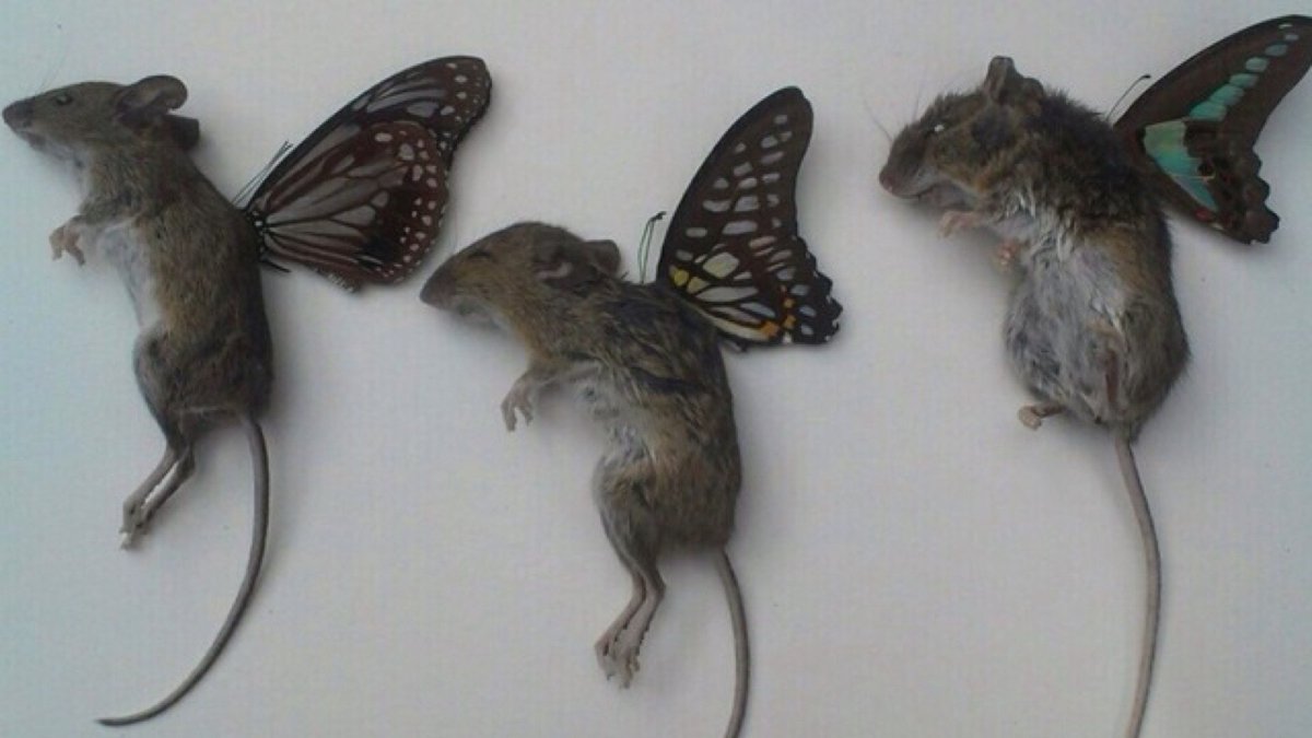 Мышь с крыльями