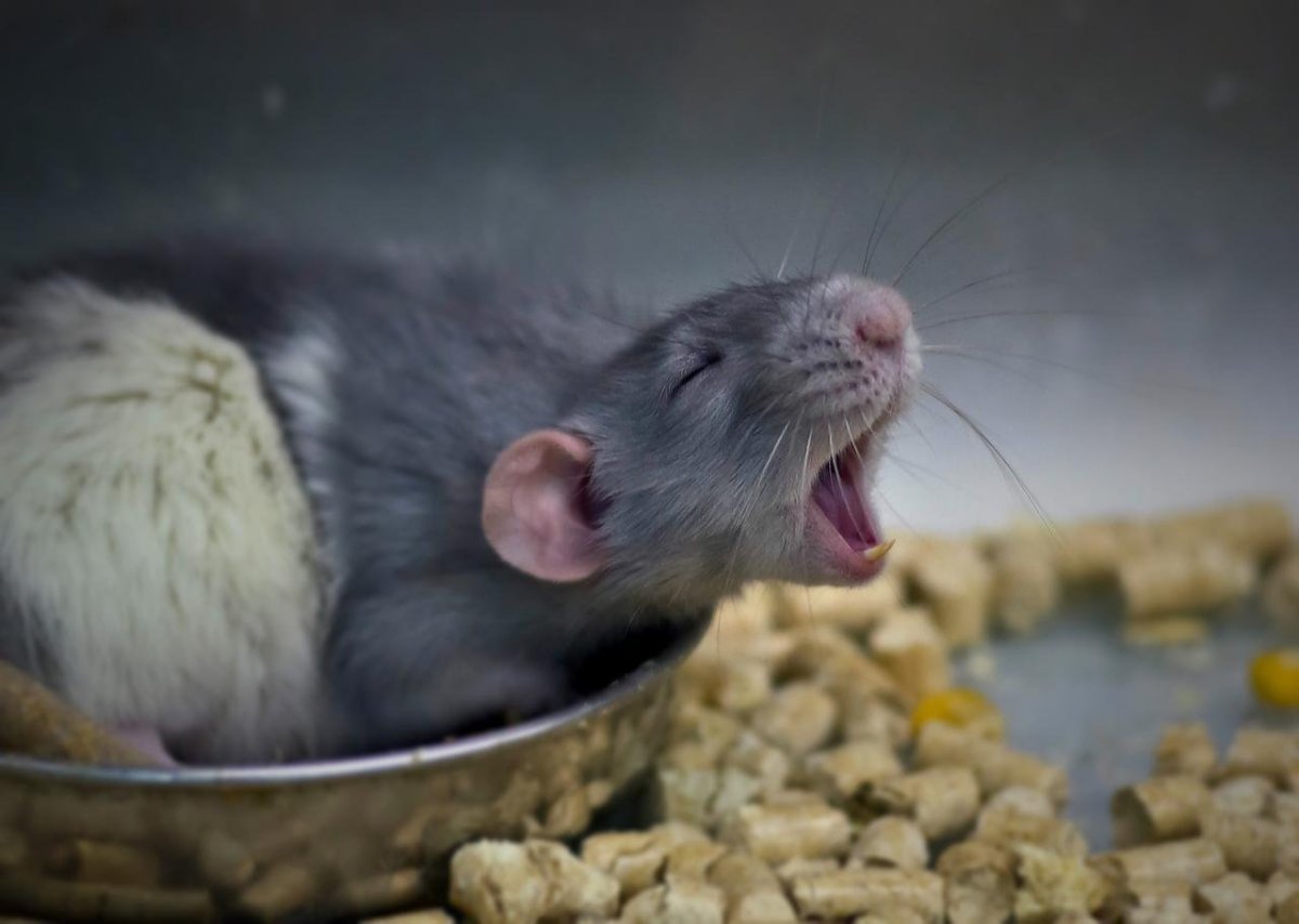 Крыса умывается