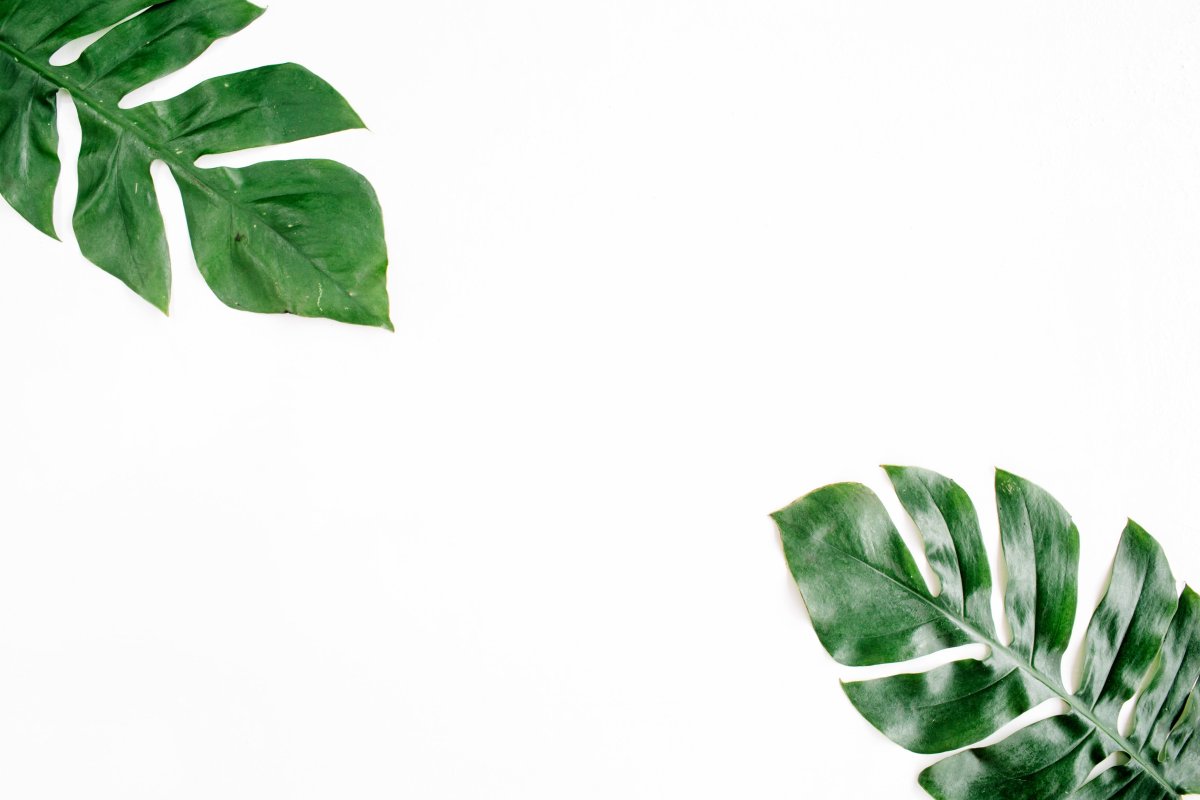 Листья монстеры фон