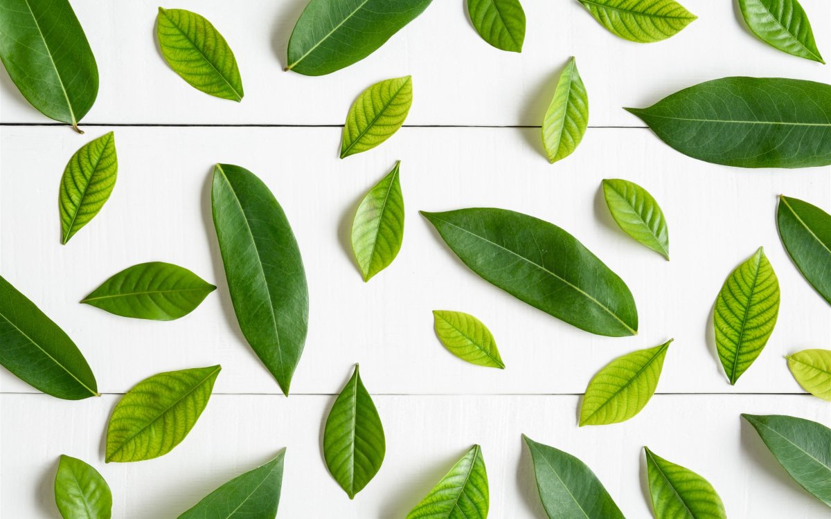 Зелень листья