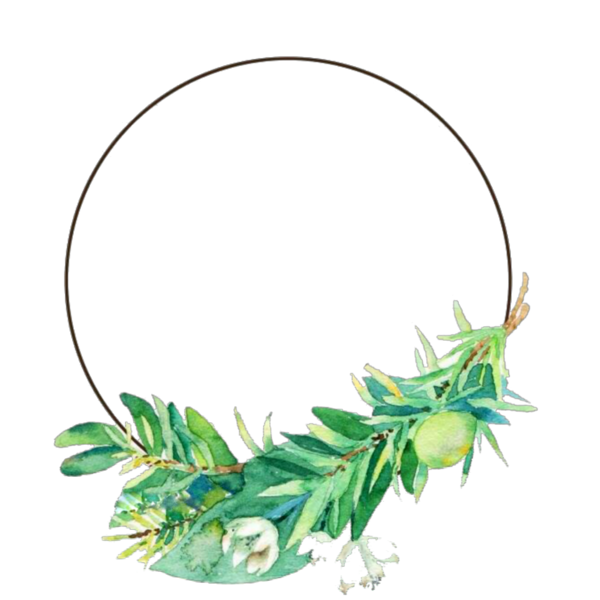 Лист растения без фона