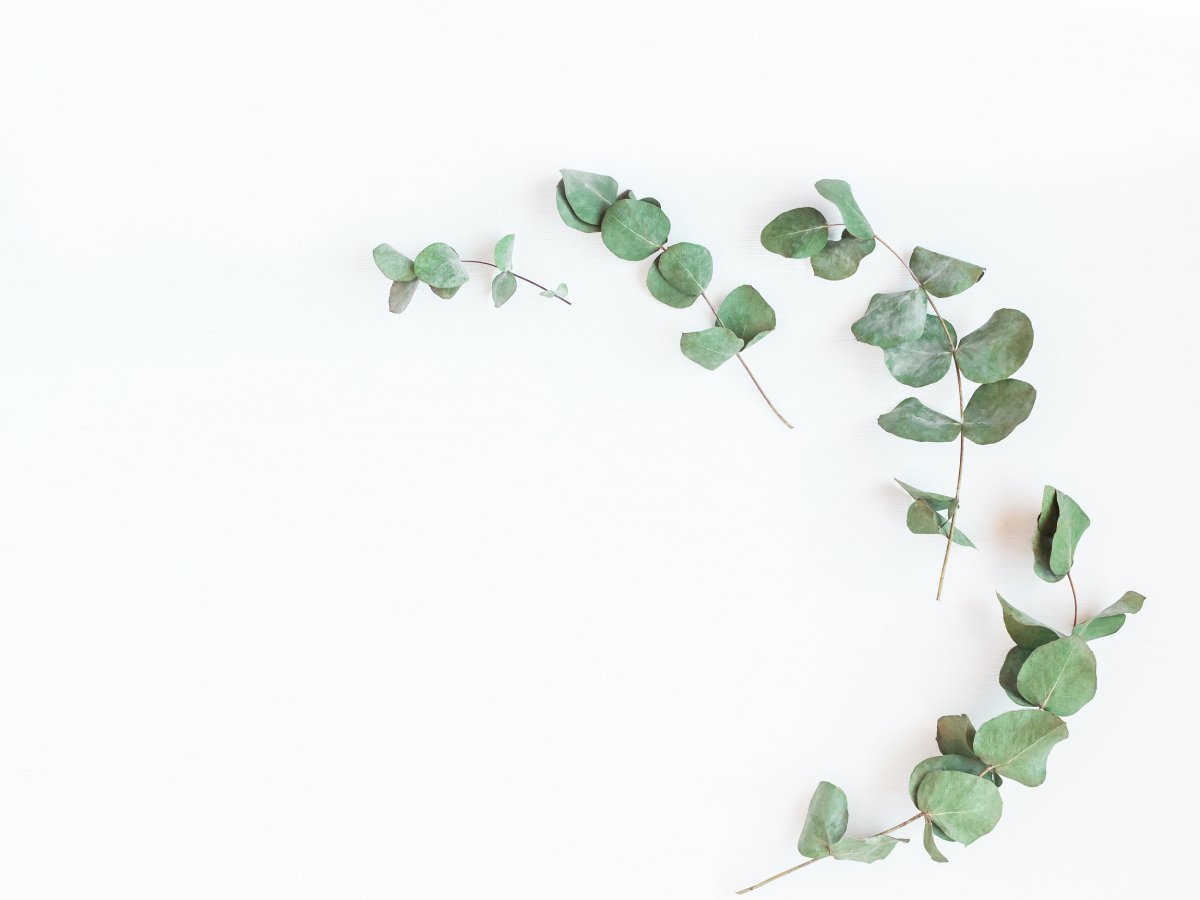 Пальмовые листья Минимализм