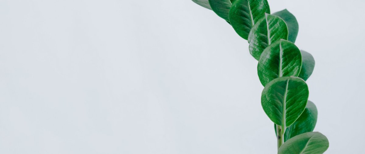 Минимализм растения листья