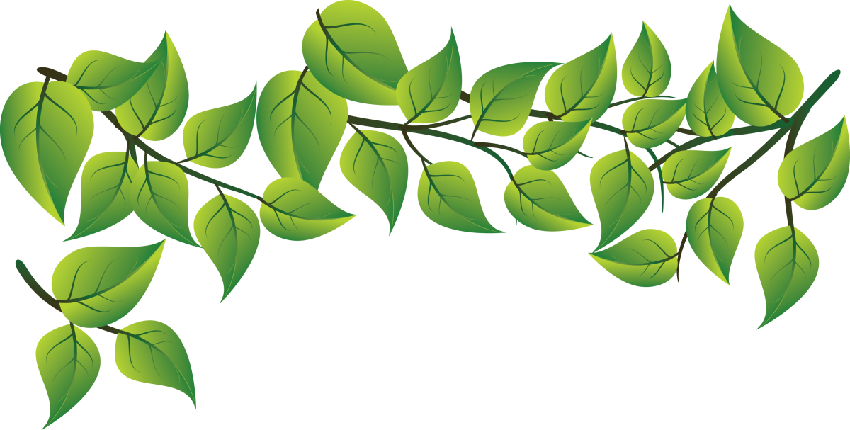 Моринга дерево