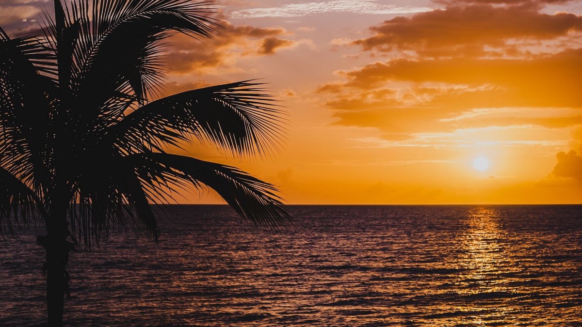 Пальмы на закате