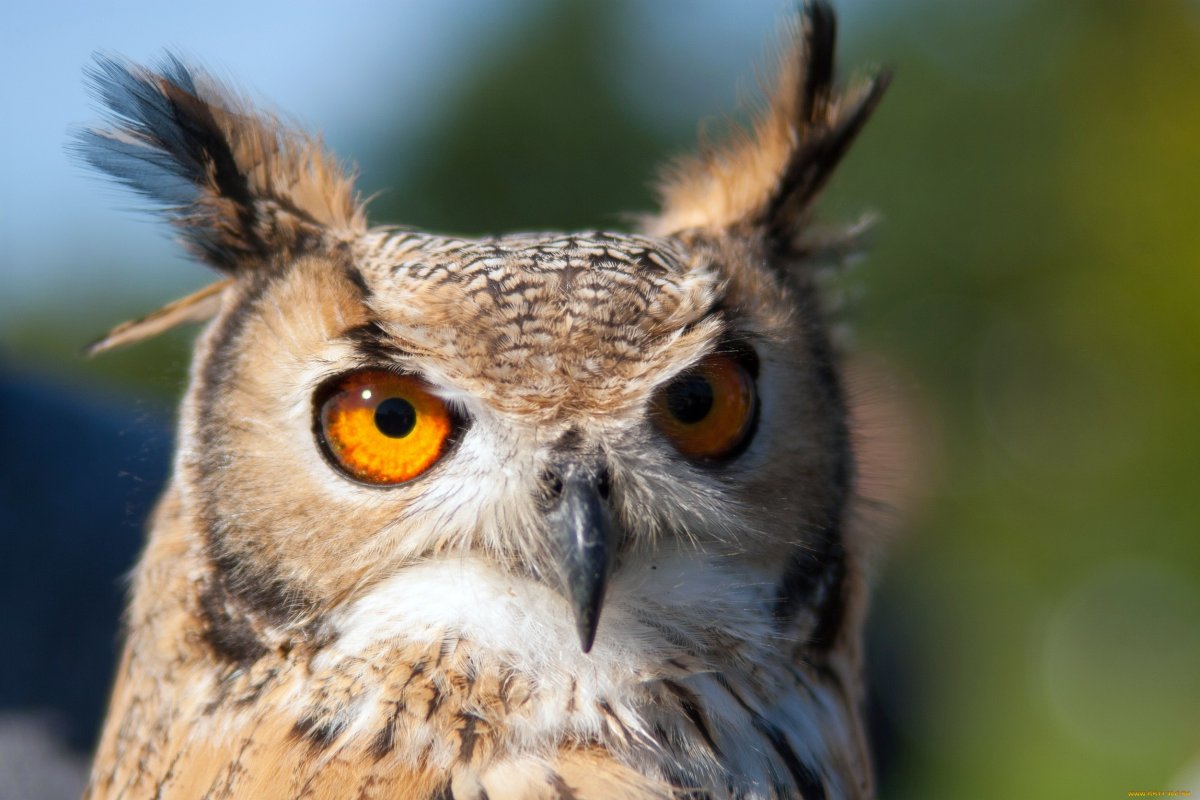 Голова Совы