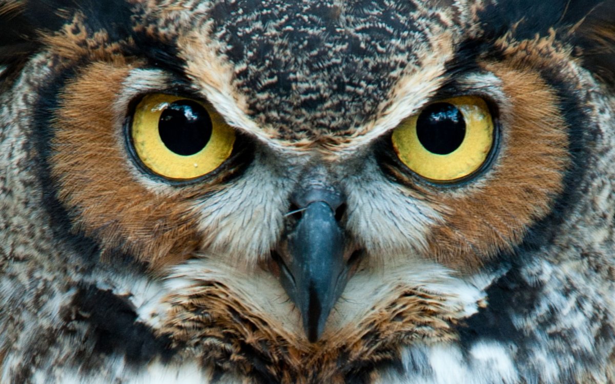 Глаза Совы