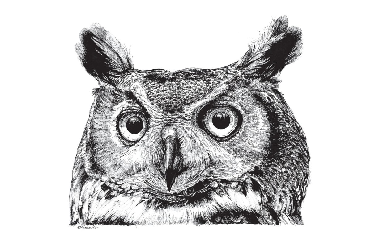 Сова Графика