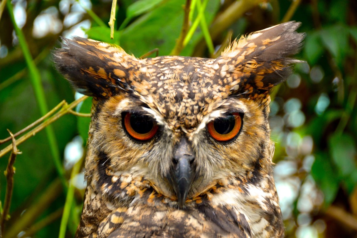 Западносибирский Филин