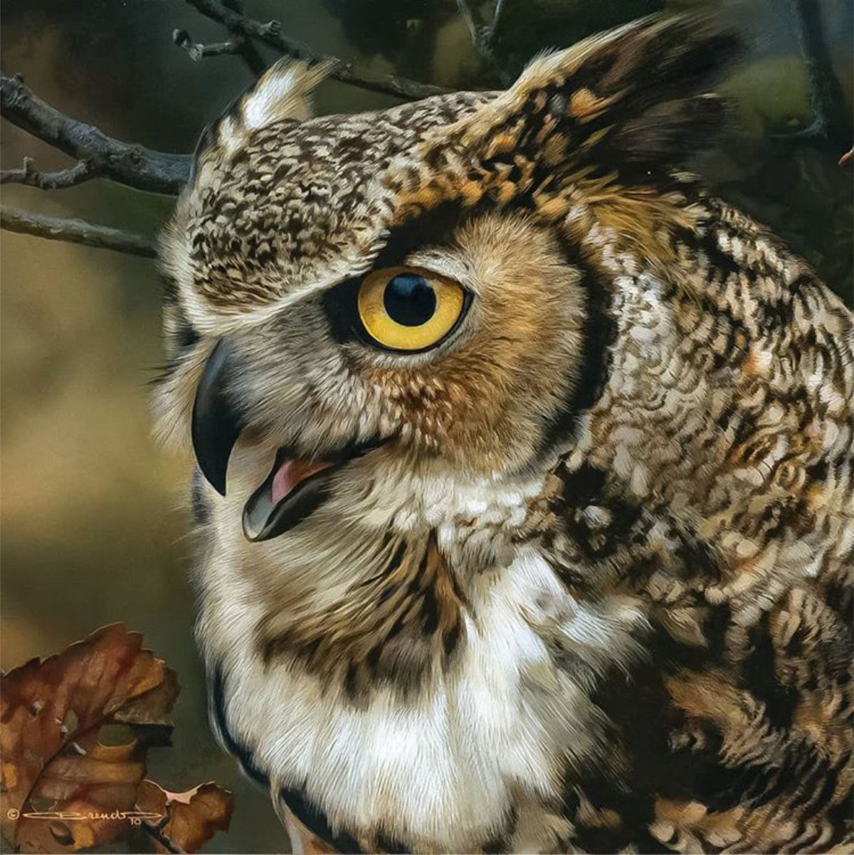 Карл Брендерс Совы