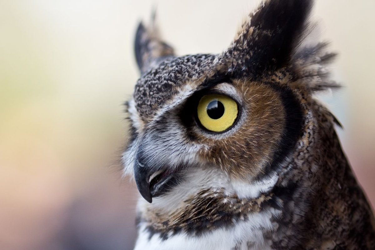 Голова Совы