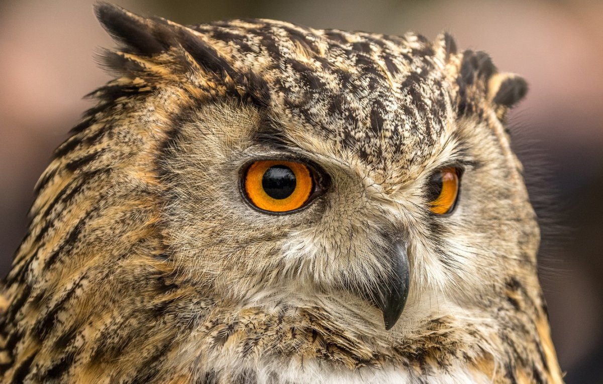 Портрет Филина