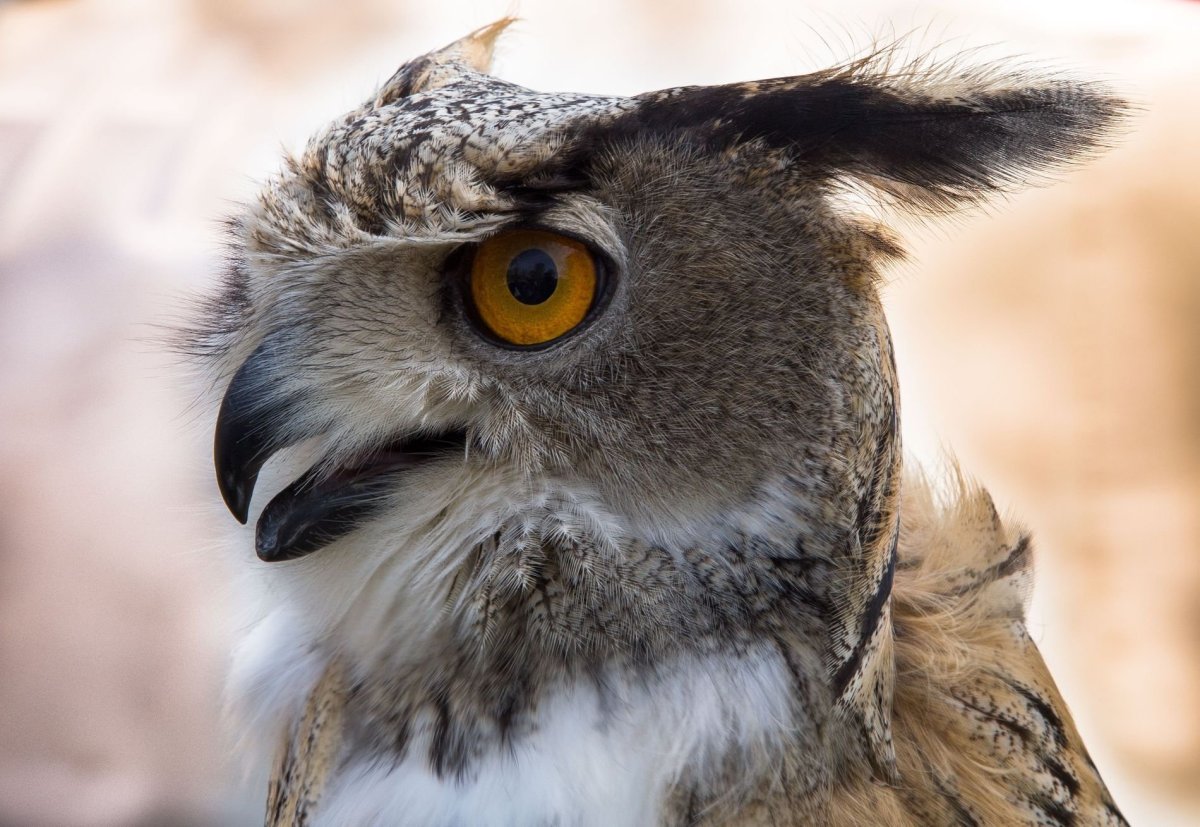 Клюв ушастой Совы