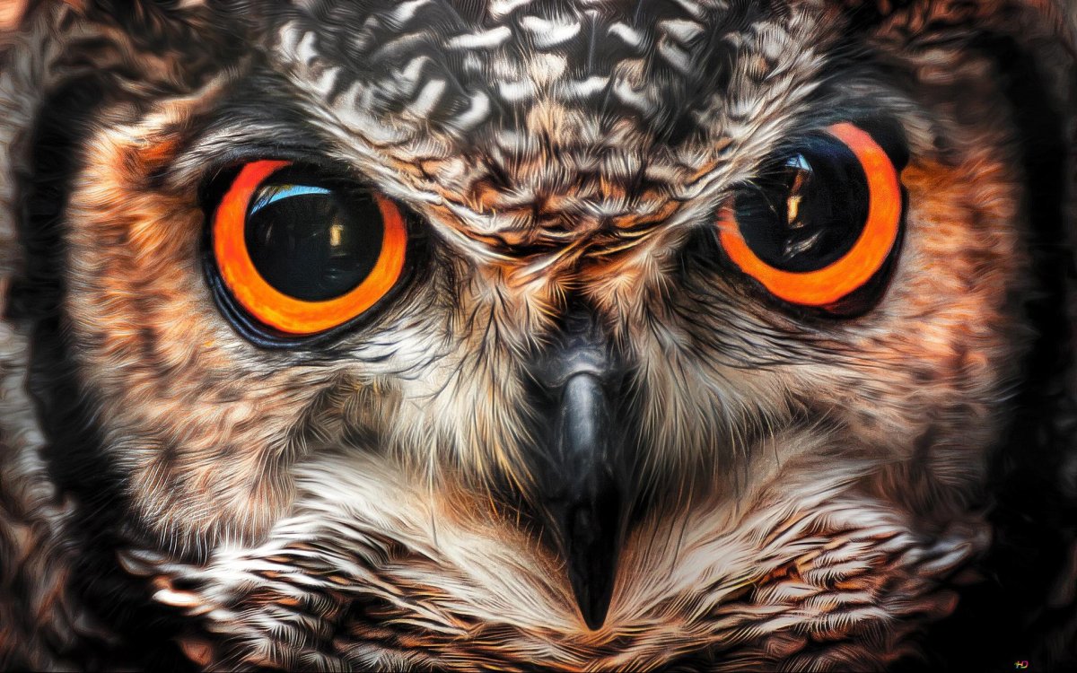 Глаза Совы