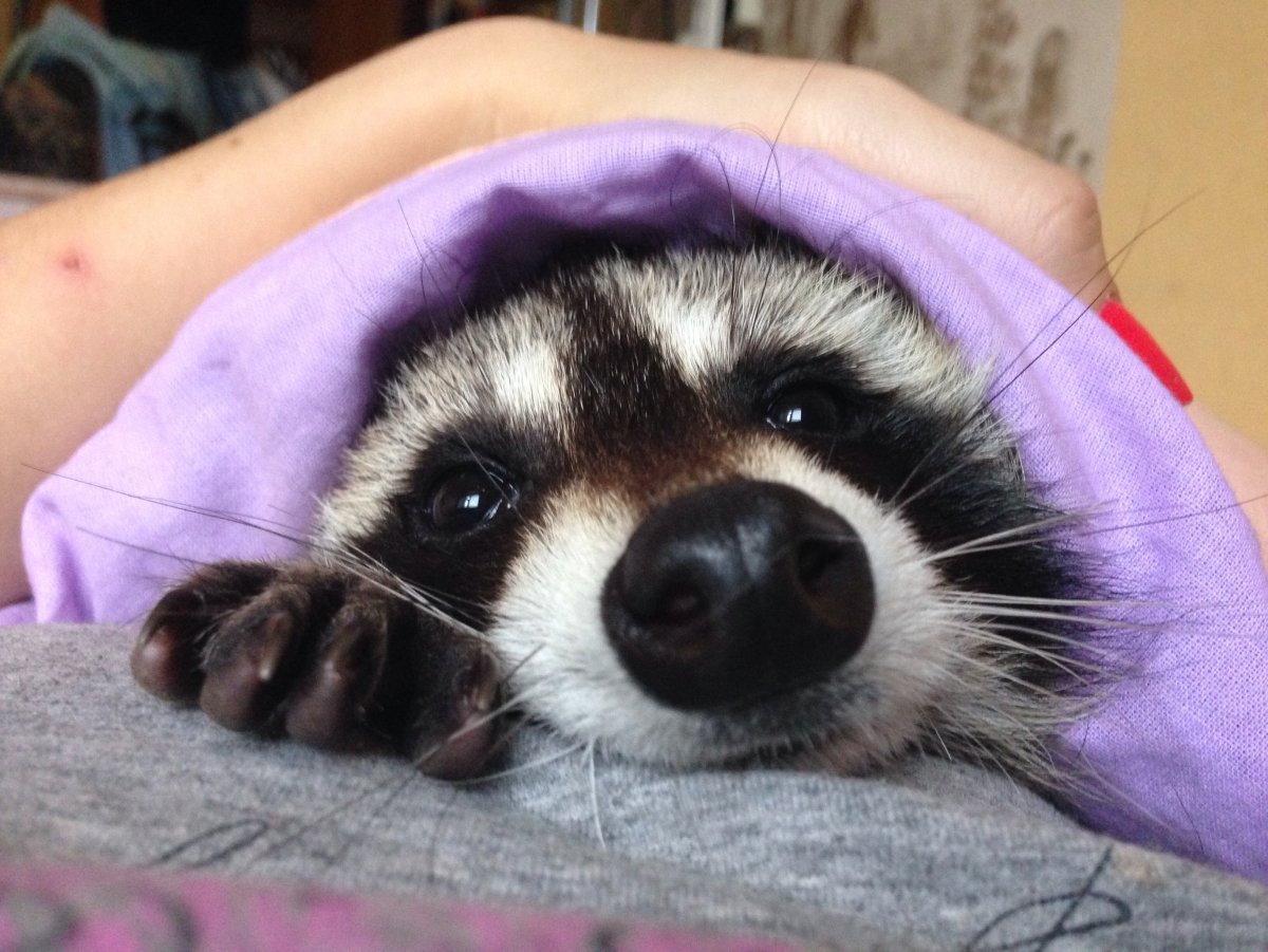 Спящий енот