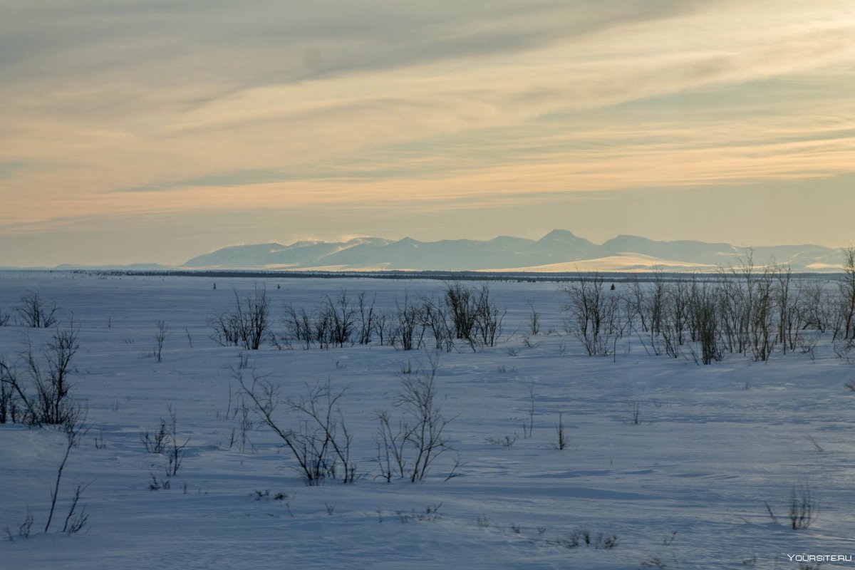 Арктические тундры и арктические пустыни