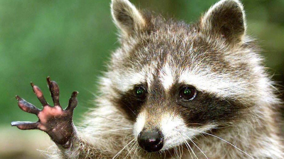 Смешные еноты