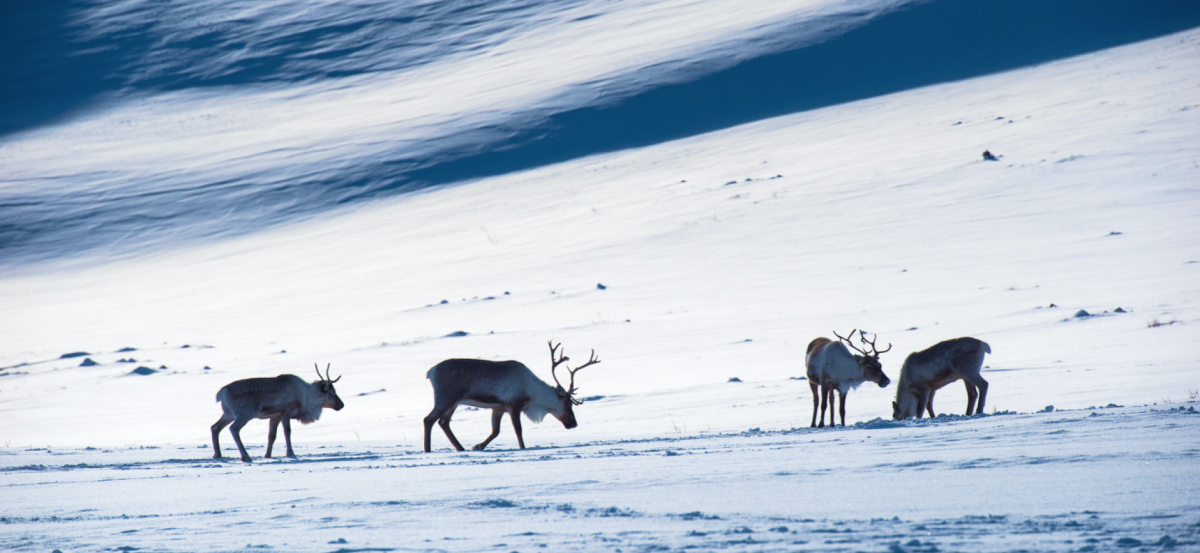 Северное сияние в тундре