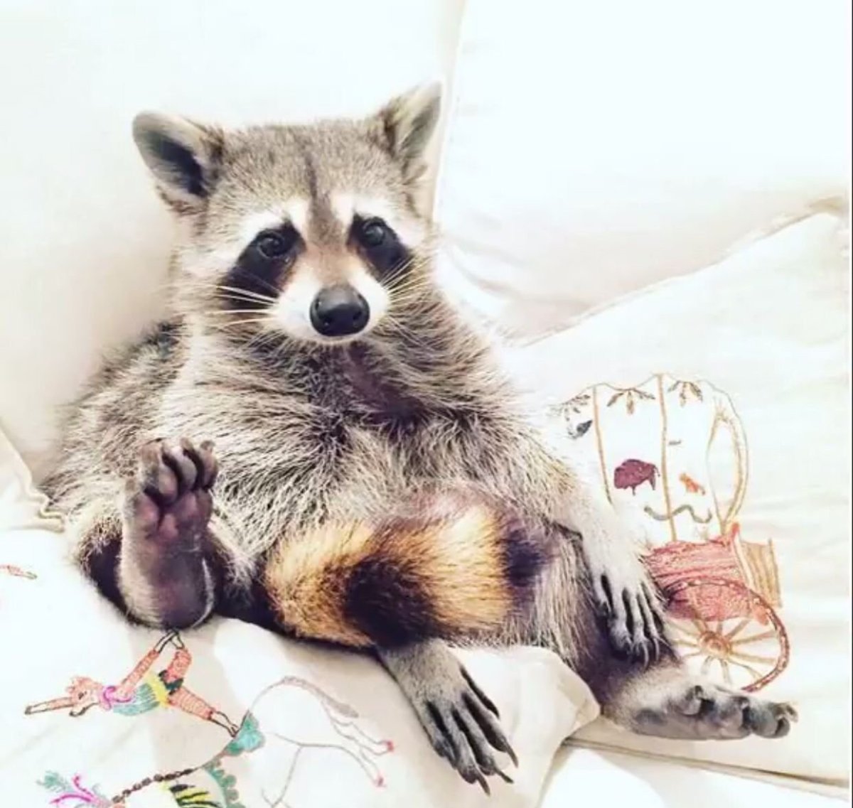 Эстетика енотов