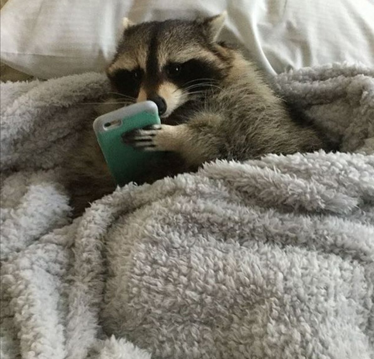 Доброе утро енот