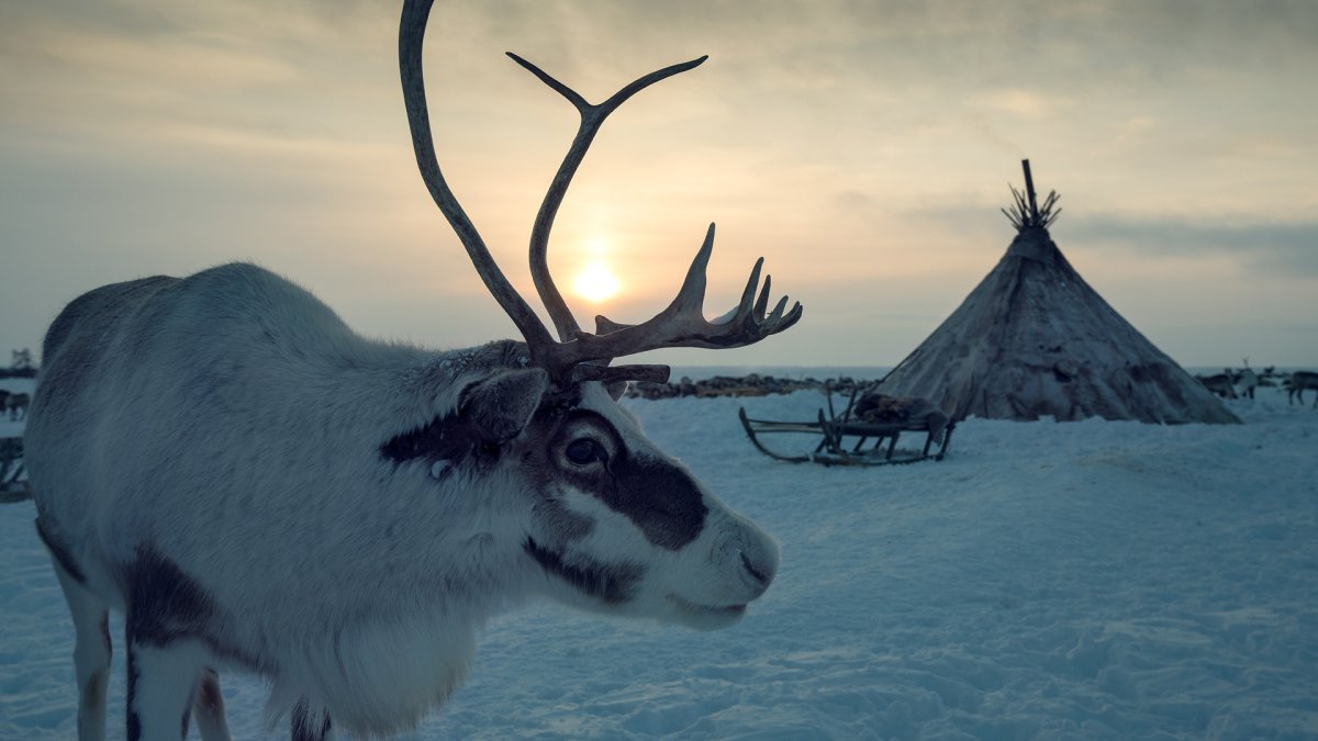 Арктическая тундра Аляска