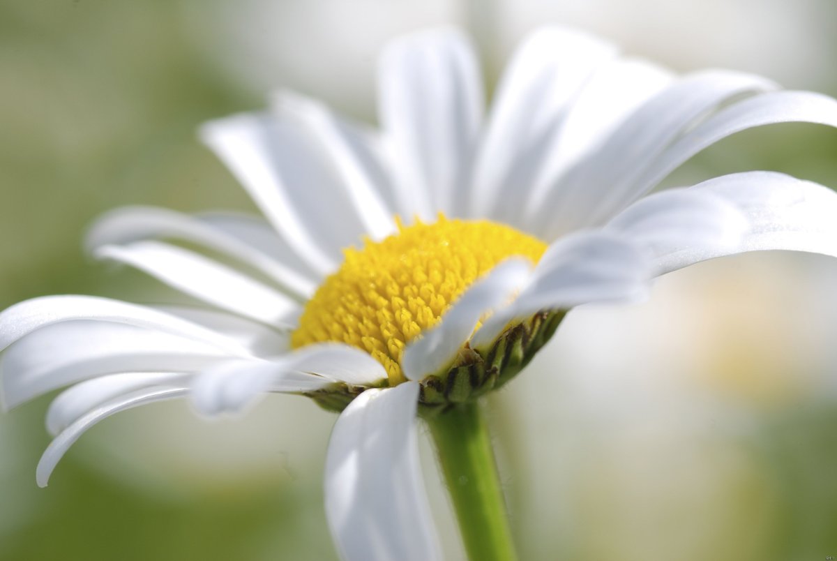 Красивые ромашки