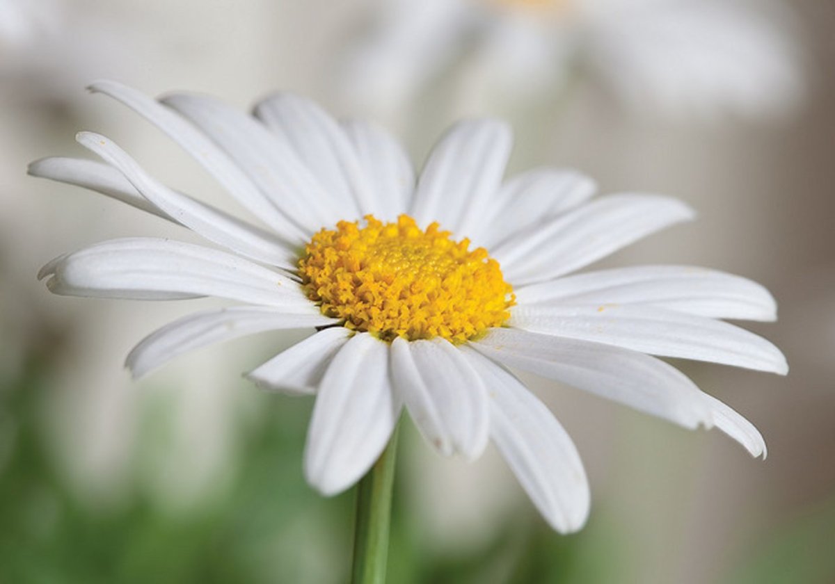 Ромашка белая лепесточки