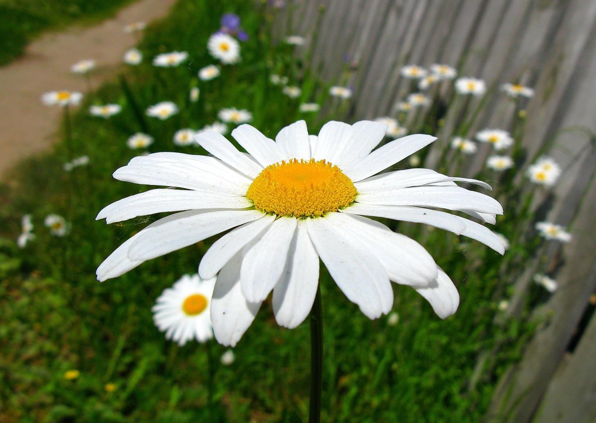 Ромашки картинки