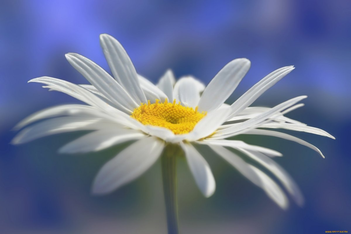 Ромашка Макросъемка