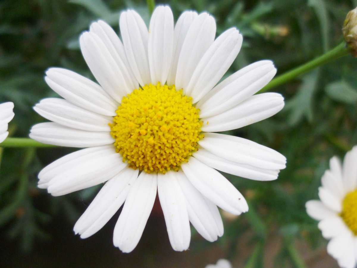 Ромашка одна