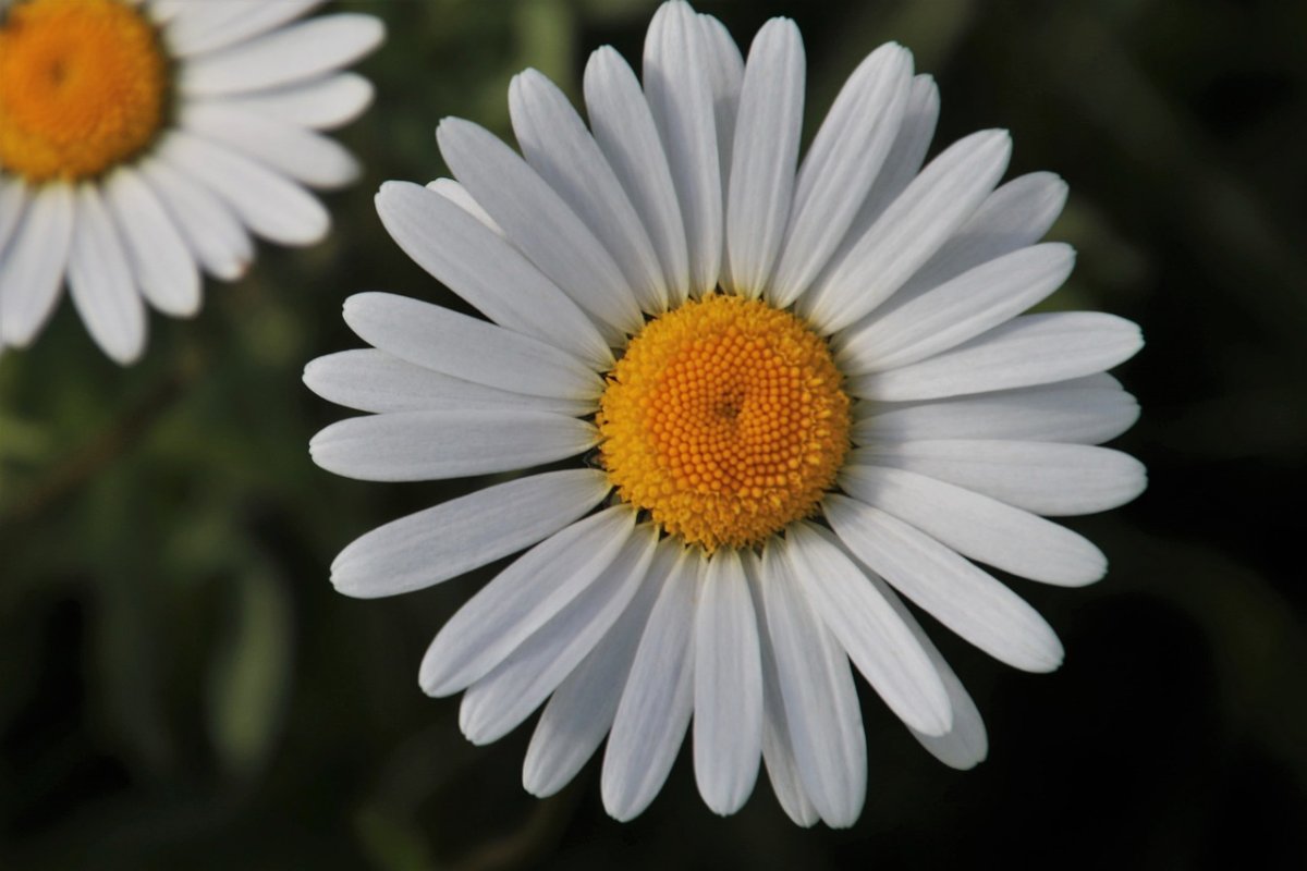 Цветок большая Ромашка