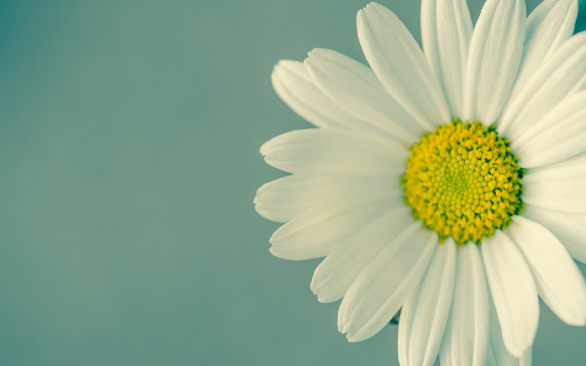 Ромашки на зеленом фоне