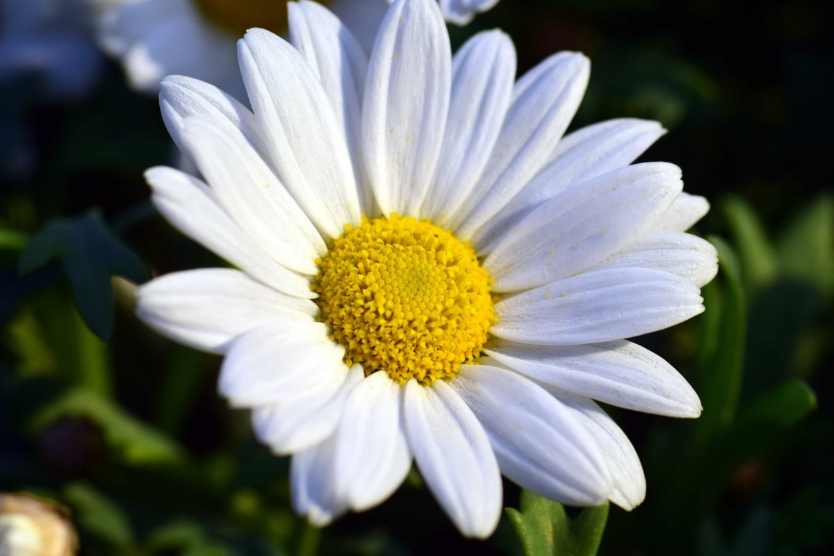 Ромашка крупно